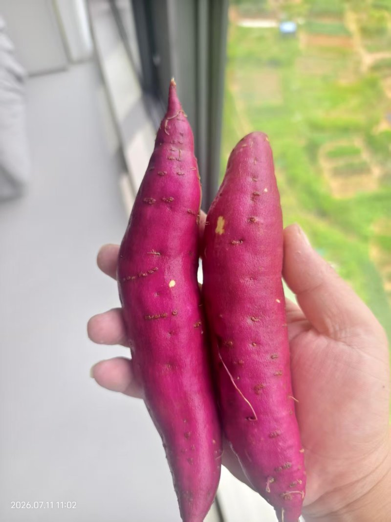 精品香薯，大量新鲜现货速发，保质保量欢迎选购