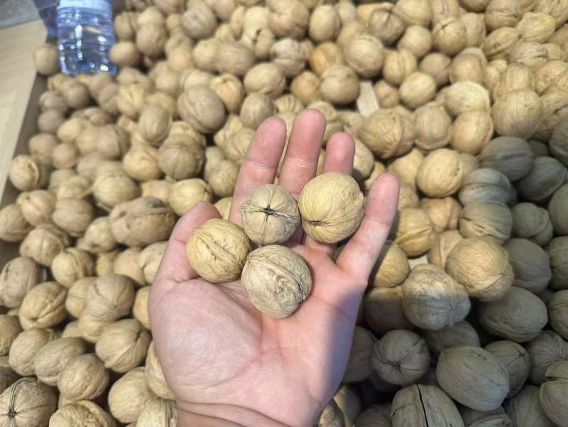 纸皮核桃一手货源产地直发价格美丽欢迎联系沟通