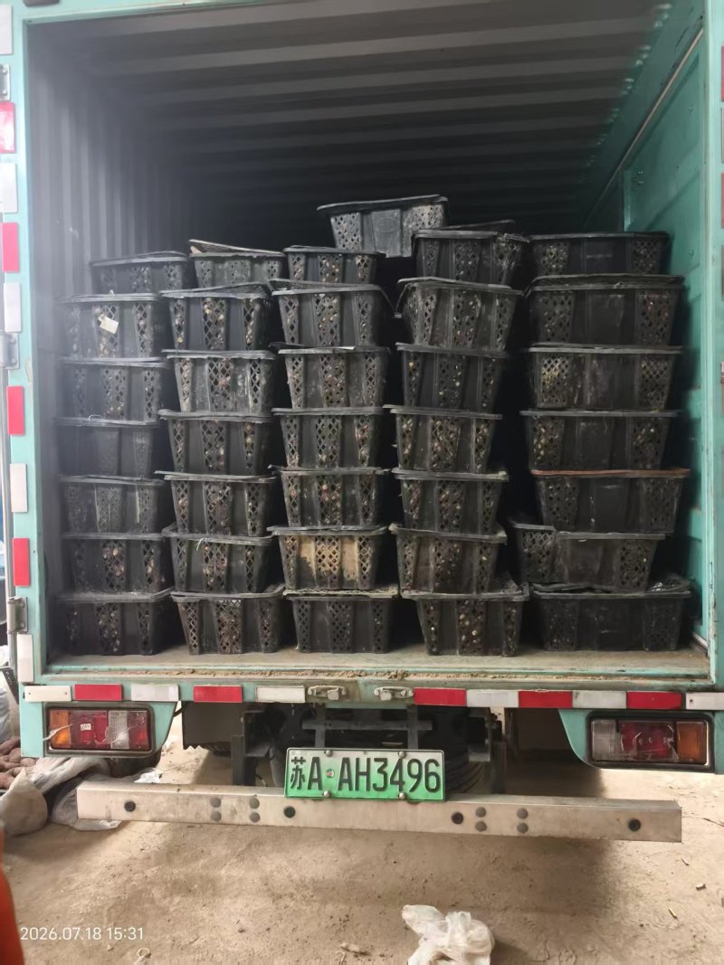精品香薯，大量新鲜现货速发，保质保量欢迎选购