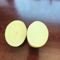 精品实验一号黄心土豆，产地直发，量大从优，欢迎来电