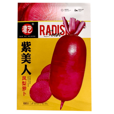 紫美人凤梨萝卜种子紫皮紫肉65天无辣味大田基地