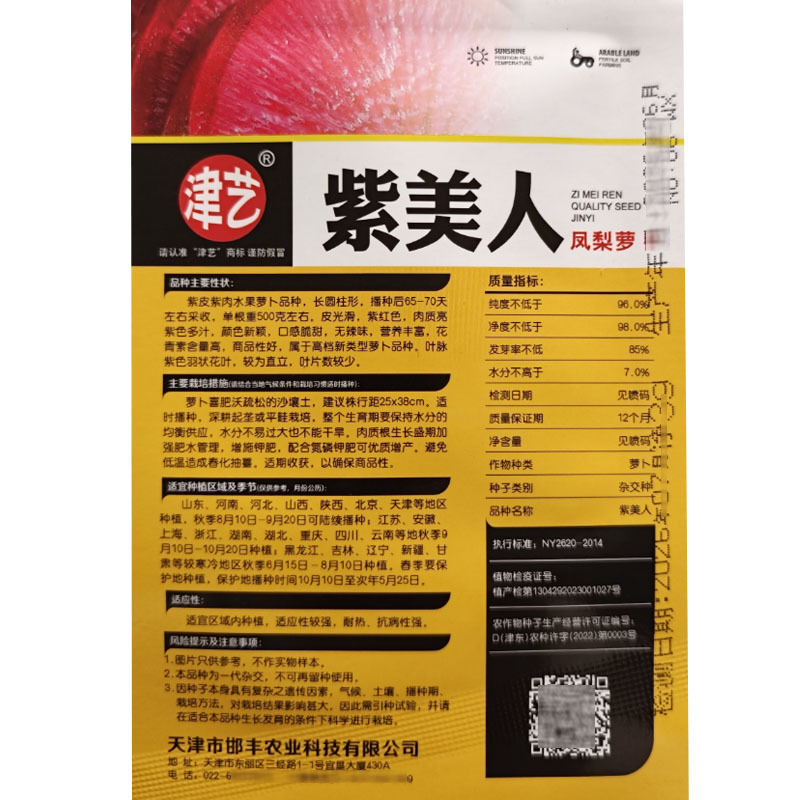 紫美人凤梨萝卜种子紫皮紫肉65天无辣味大田基地