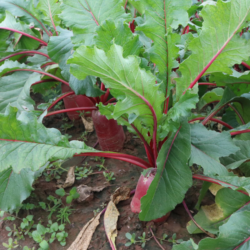 紫美人凤梨萝卜种子紫皮紫肉65天无辣味大田基地