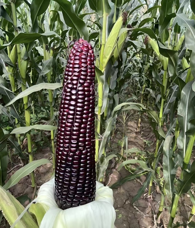 吕梁文水糯玉米黑糯玉米白糯玉米花糯玉米基地一手货源