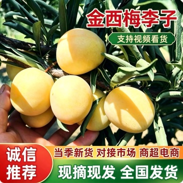 陕西金西梅李子批发,金西梅李子基地直供/现摘全国发货