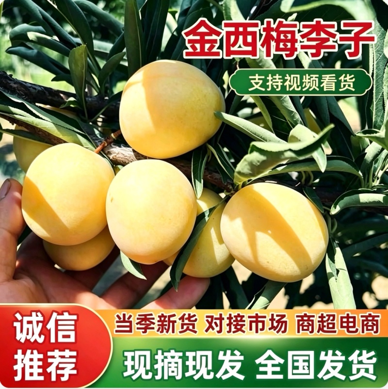 陕西金西梅李子批发，金西梅李子基地直供/现摘全国发货