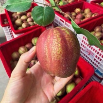 陕西精品彩虹梨基地直发品质保证一手货源量大从优