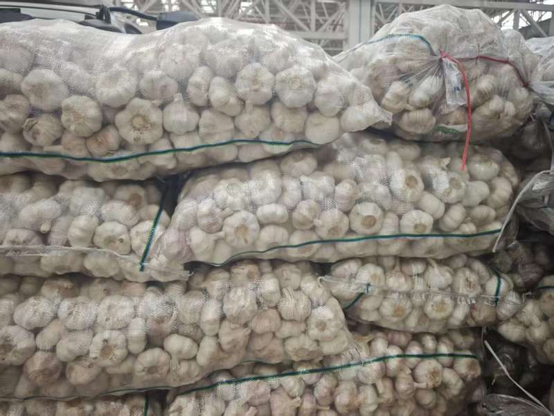 江苏邳州大蒜自有冷库常年有货各种等级大小都有按需分拣打包