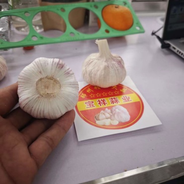 邳州大蒜网袋串串蒜颗粒饱满承接电商一串五六个全国接单