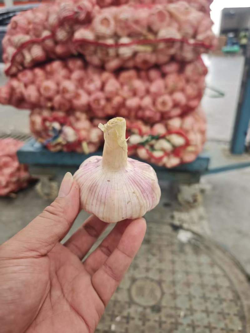 邳州大蒜网袋串串蒜颗粒饱满承接电商一串五六个全国接单
