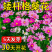 格桑花波斯菊花种子格桑花种子混色盆栽播种开花易活庭院花种