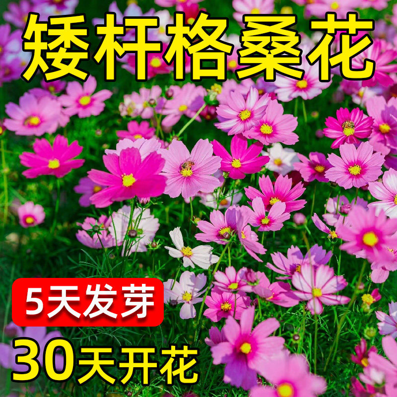 格桑花波斯菊花种子格桑花种子混色盆栽播种开花易活庭院花种