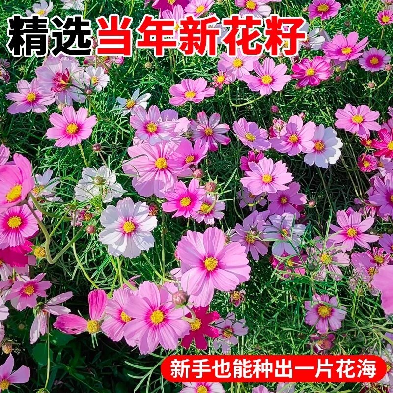 格桑花波斯菊花种子格桑花种子混色盆栽播种开花易活庭院花种