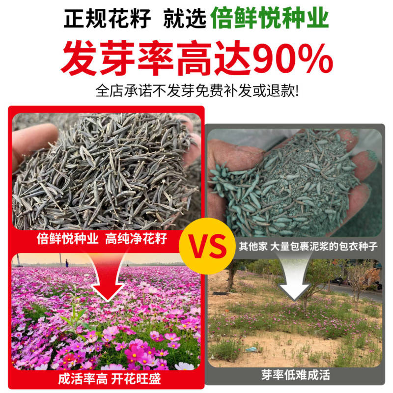 格桑花波斯菊花种子格桑花种子混色盆栽播种开花易活庭院花种