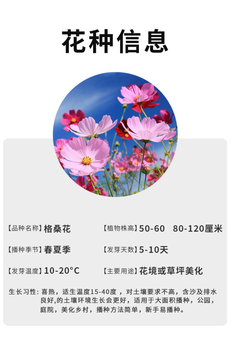 格桑花波斯菊花种子格桑花种子混色盆栽播种开花易活庭院花种