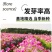 格桑花波斯菊花种子格桑花种子混色盆栽播种开花易活庭院花种