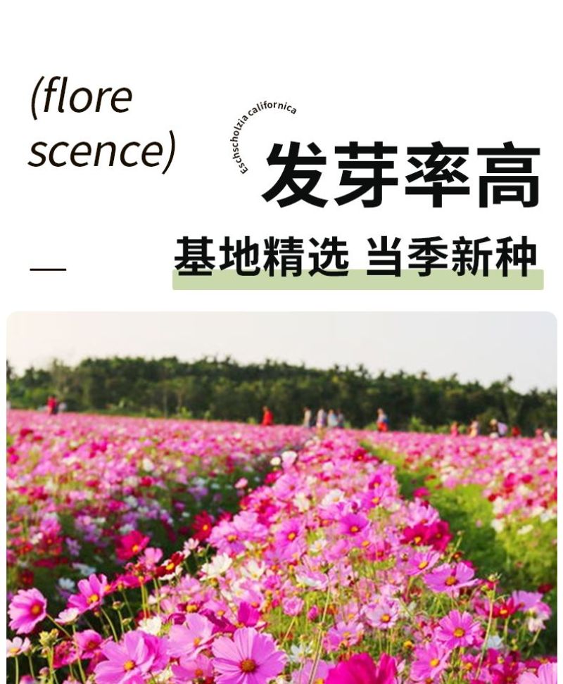 格桑花波斯菊花种子格桑花种子混色盆栽播种开花易活庭院花种