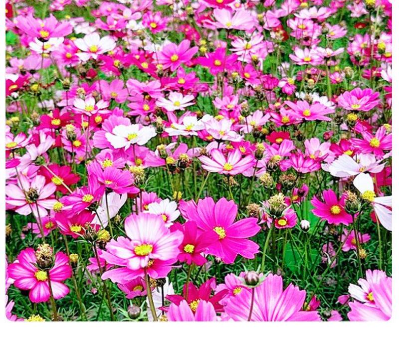 格桑花波斯菊花种子格桑花种子混色盆栽播种开花易活庭院花种