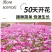 格桑花波斯菊花种子格桑花种子混色盆栽播种开花易活庭院花种