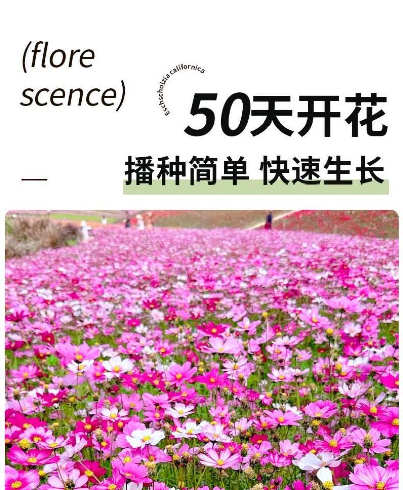 格桑花波斯菊花种子格桑花种子混色盆栽播种开花易活庭院花种