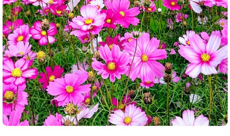 格桑花波斯菊花种子格桑花种子混色盆栽播种开花易活庭院花种