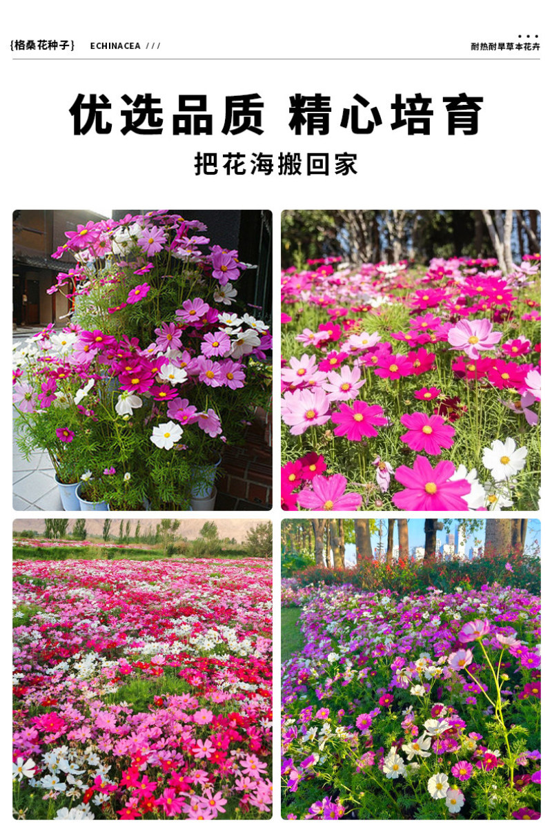 格桑花波斯菊花种子格桑花种子混色盆栽播种开花易活庭院花种