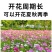格桑花波斯菊花种子格桑花种子混色盆栽播种开花易活庭院花种