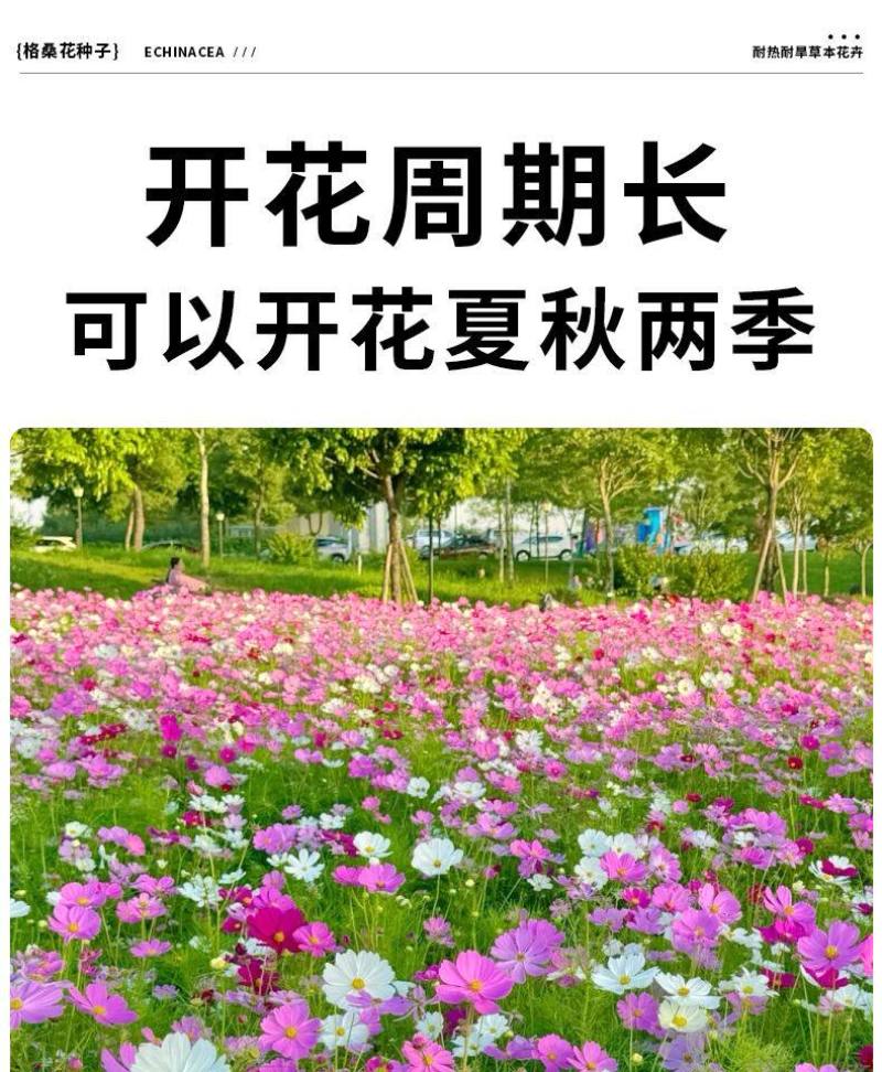 格桑花波斯菊花种子格桑花种子混色盆栽播种开花易活庭院花种