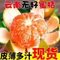 【畅销榜】云南青皮蜜橘柑橘产地一手货源电商团购市场对接