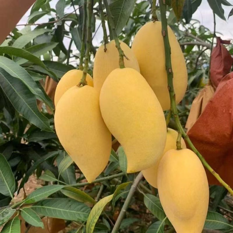 云南鹰嘴芒果