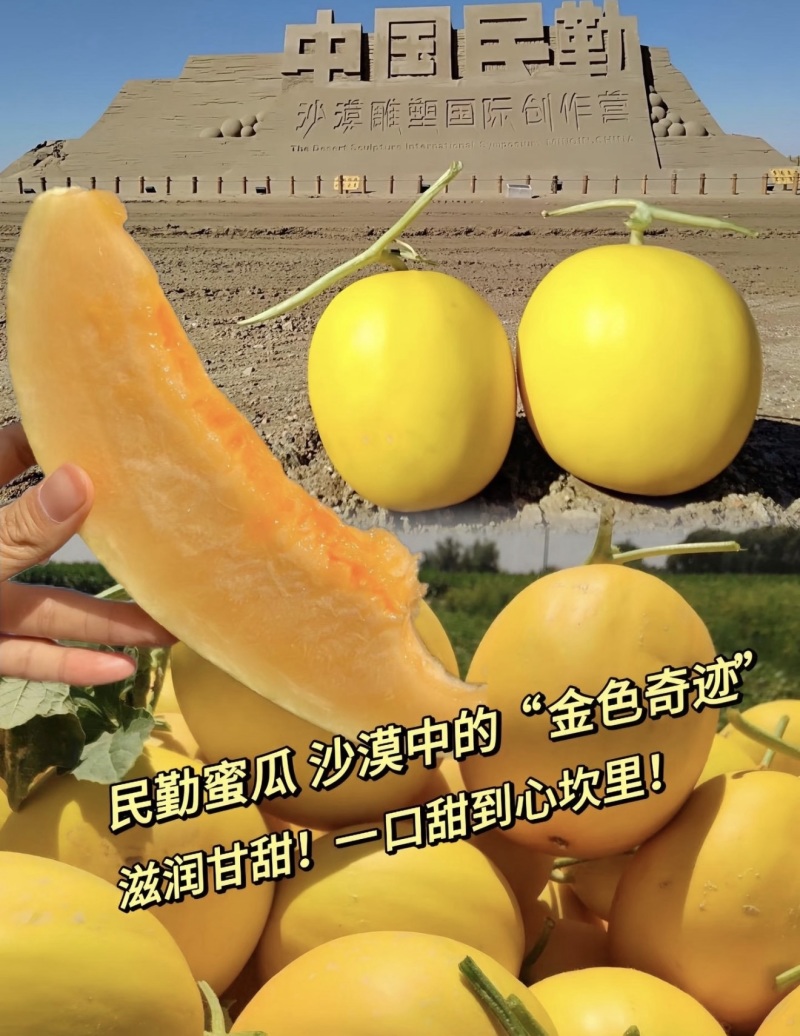 甘肃民勤哈密瓜西州蜜瓜精品瓜金色年华哈密瓜大量现货等