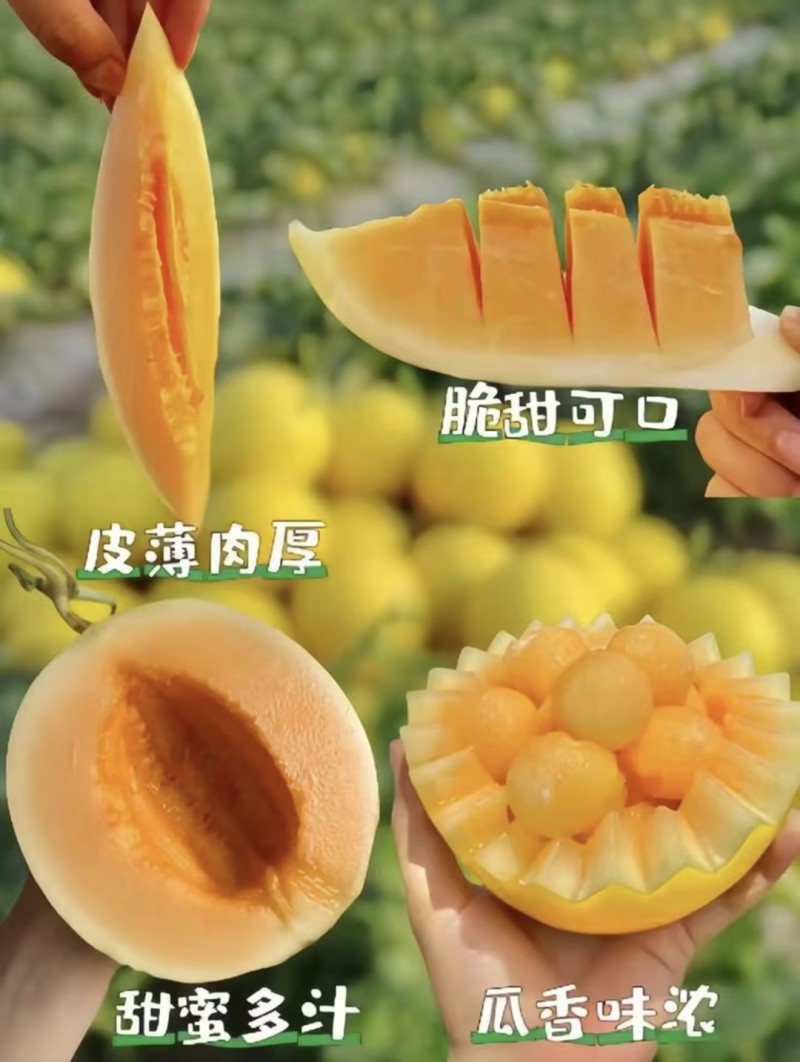 甘肃民勤哈密瓜西州蜜瓜精品瓜金色年华哈密瓜大量现货等