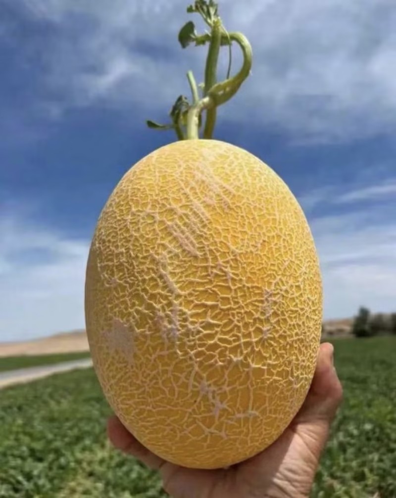 金色年华哈密瓜🍈几十万斤可对接全国电商市场等