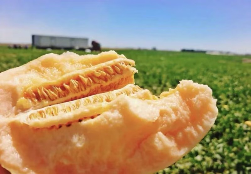 金色年华哈密瓜🍈几十万斤可对接全国电商市场等
