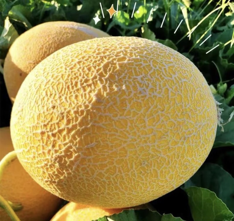 金色年华哈密瓜🍈几十万斤可对接全国电商市场等