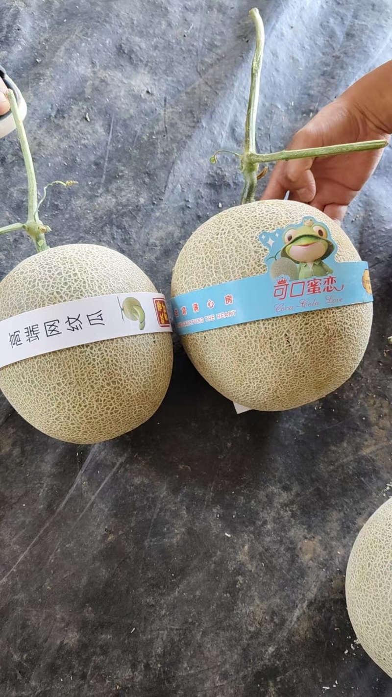 海南网纹瓜哈密瓜几十万斤品类齐全品质保障可对接全国客商