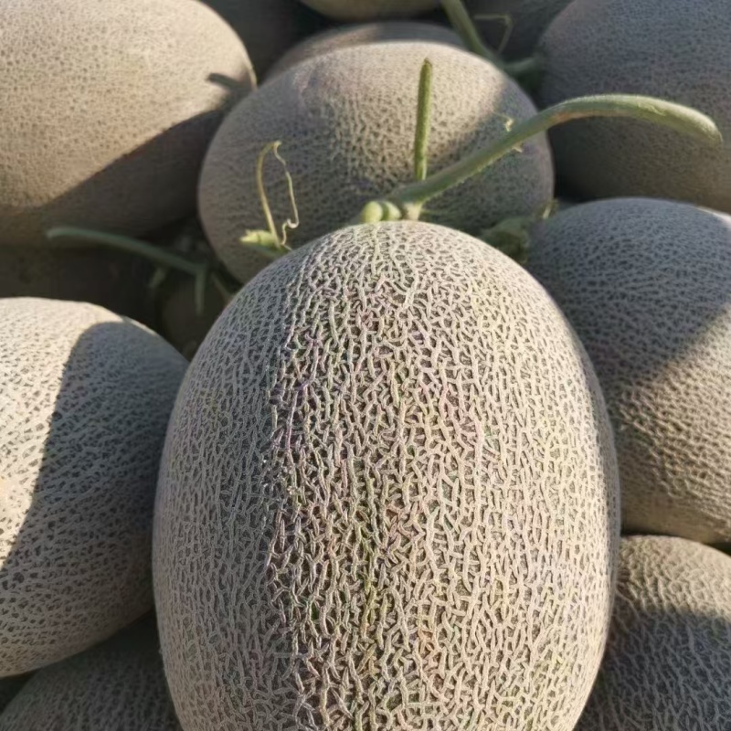 【实力推荐】海南西州蜜17号哈密瓜西洲蜜瓜大量现货全国