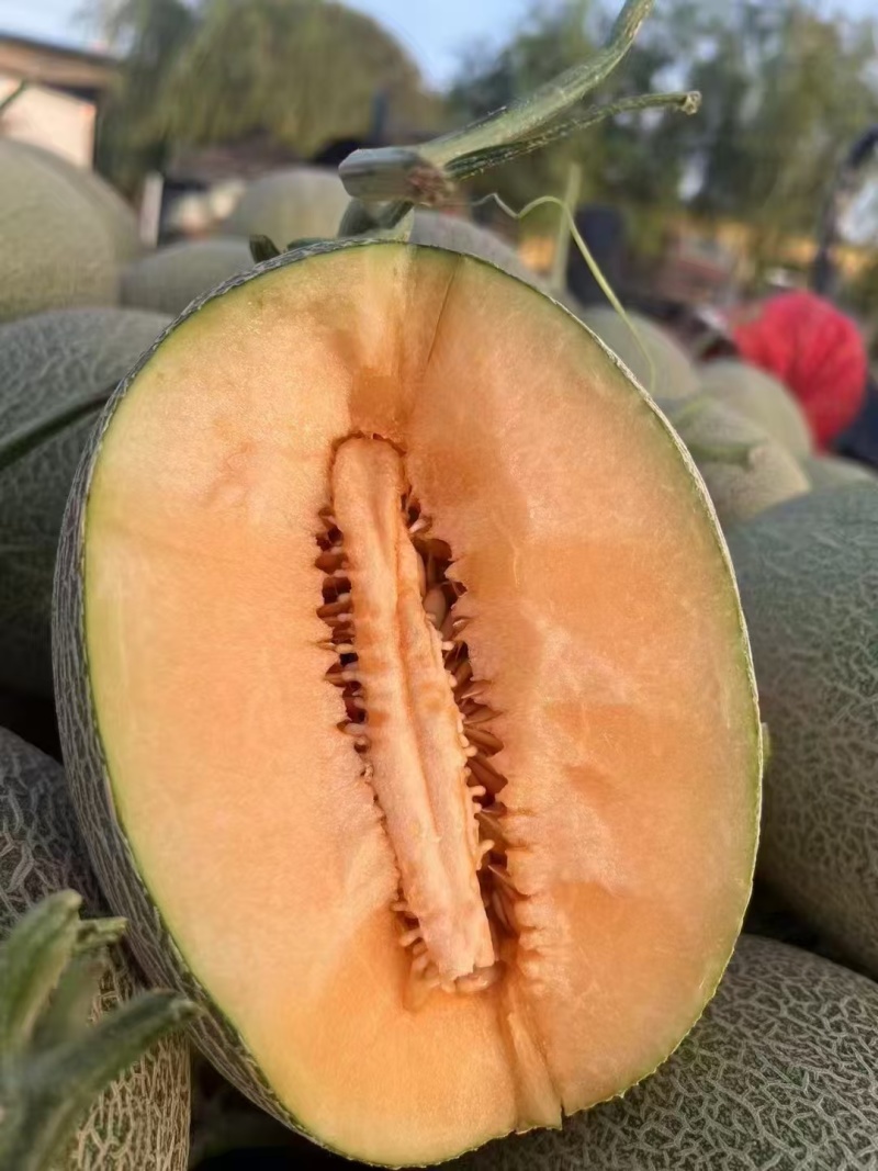 【热卖推荐】精品西州蜜17号哈密瓜西洲蜜瓜可对接电商