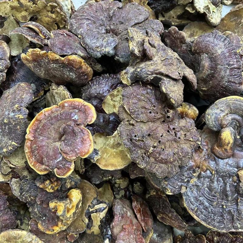 云南大货灵芝批发干货现货西藏野生白灵芝灵芝