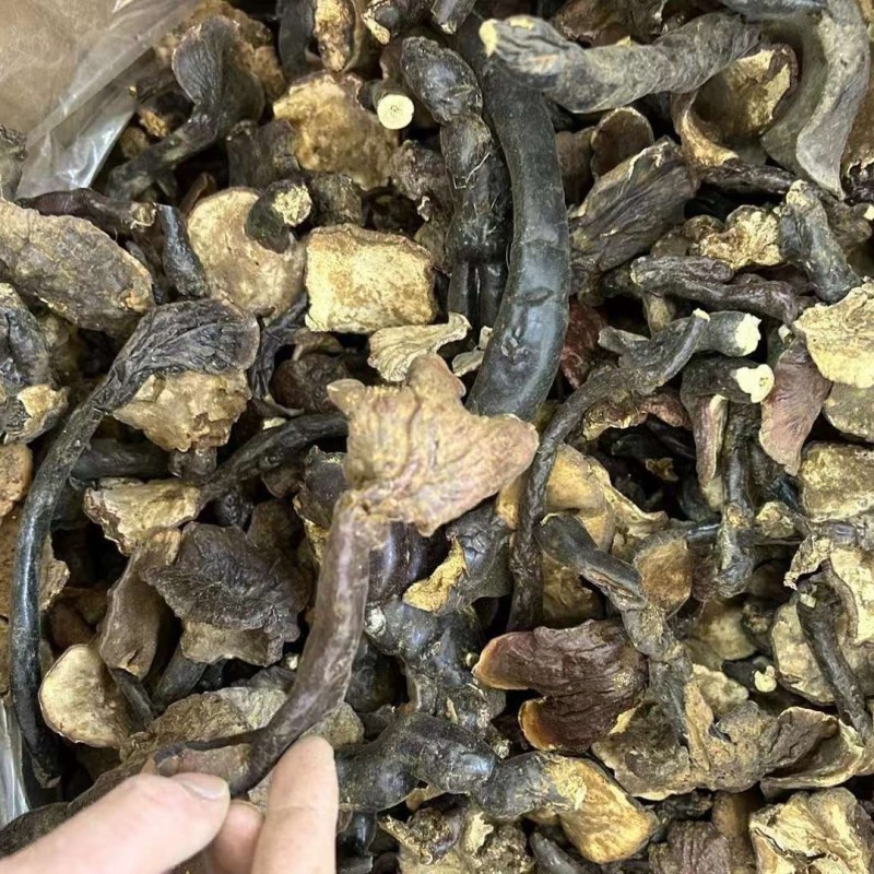 云南大货灵芝批发干货现货西藏野生白灵芝灵芝