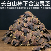 长白山林下灵芝金边灵芝批发大号白泡水煲汤整枝切片金边灵芝