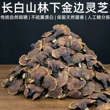 长白山林下灵芝金边灵芝批发大号白泡水煲汤整枝切片金边灵芝