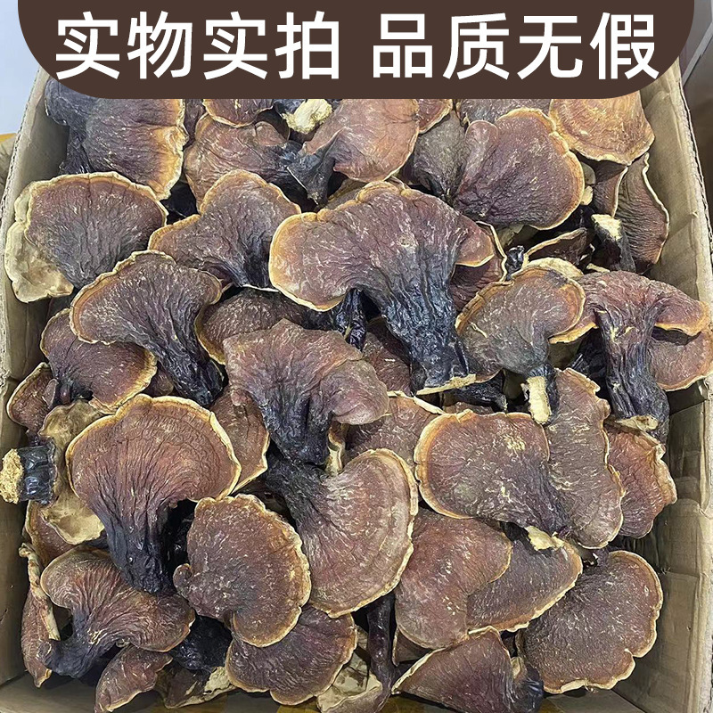 长白山林下灵芝金边灵芝批发大号白泡水煲汤整枝切片金边灵芝