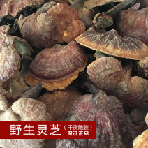 野生灵芝赤灵芝云南特产药材批发源头大货灵芝赤灵芝赤