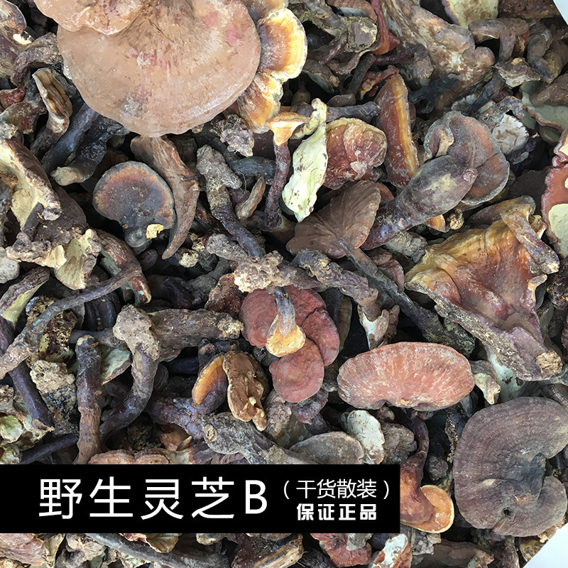 野生灵芝赤灵芝云南特产药材批发源头大货灵芝赤灵芝赤