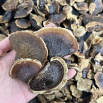 正宗长白山小金边灵芝250克干货***晒干东北灵芝泡茶泡
