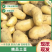 吉林实验1号土豆价格美丽质量大量供应市场商超电商来电询价