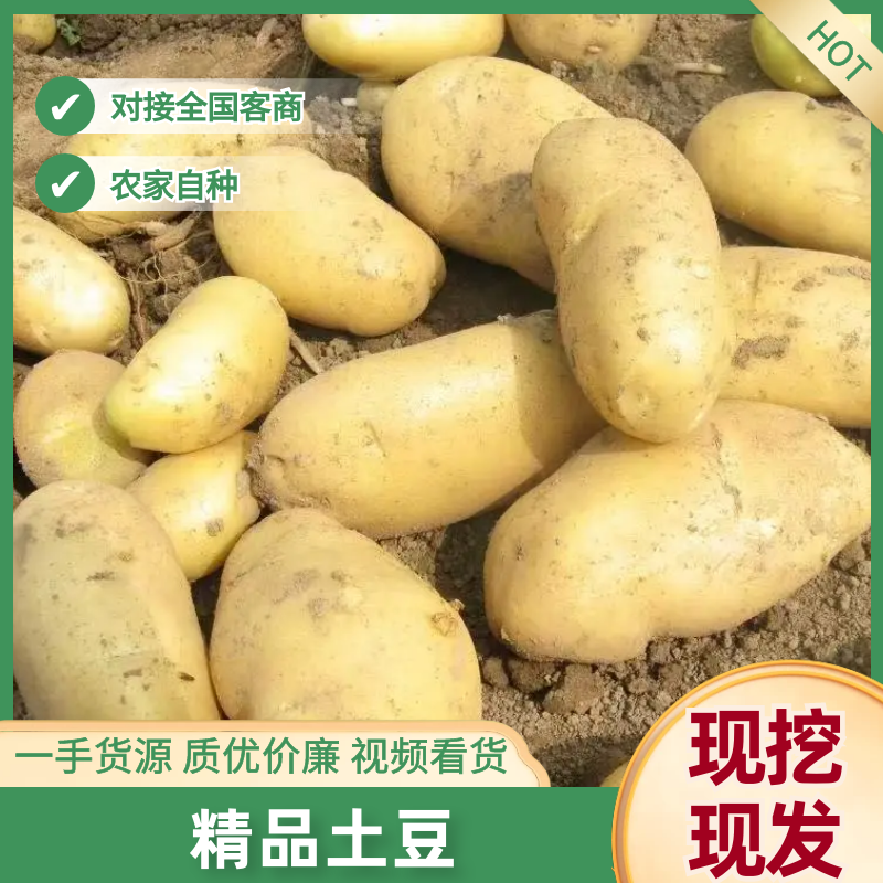吉林实验1号土豆价格美丽质量大量供应市场商超电商来电询价