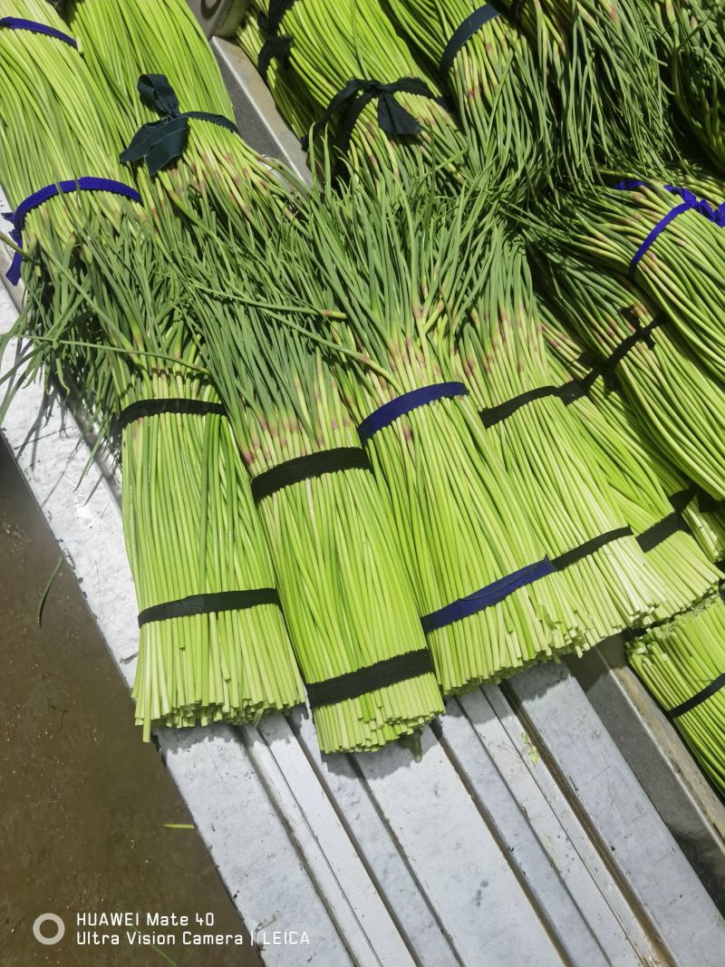 河南蒜薹精品红帽蒜薹产地直发全国供应可视频看货