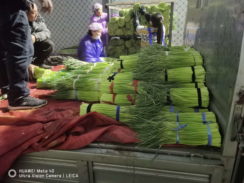 河南蒜薹精品红帽蒜薹产地直发全国供应可视频看货